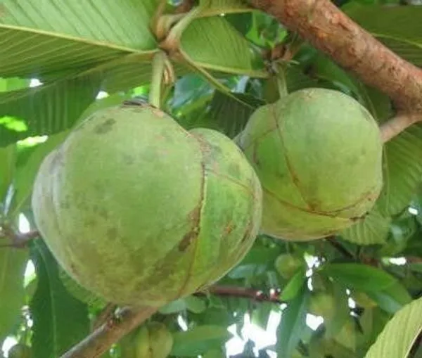 Elephant_Apple_Plant_(Hybrid,_Pack_of_1)