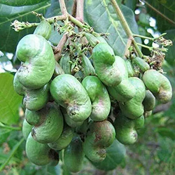 Cashew_Plant_(Hybrid,_Pack_of_1)