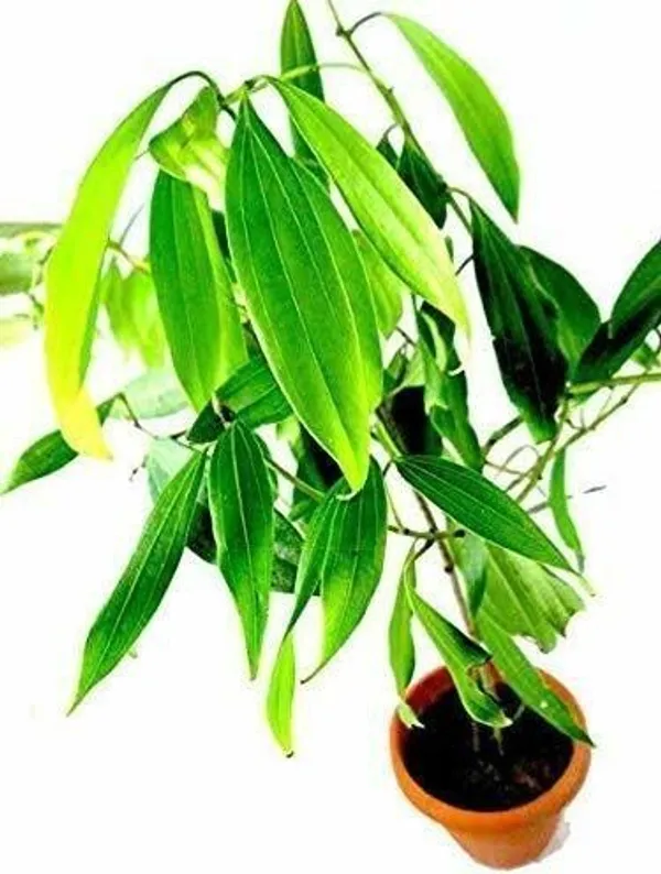 Bay_Leaf_Plant_(Hybrid,_Pack_of_1)