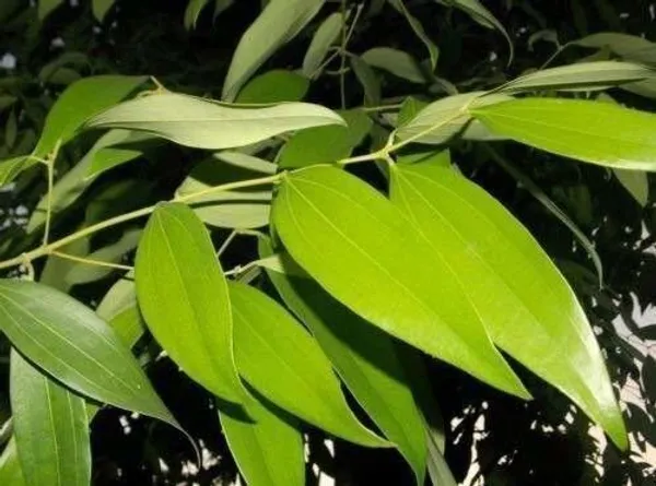 Bay_Leaf_Plant_(Hybrid,_Pack_of_1)