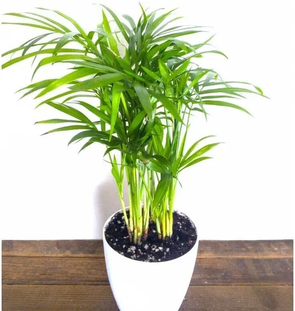 Areca_Plam_(Hybrid,_Pack_of_1)