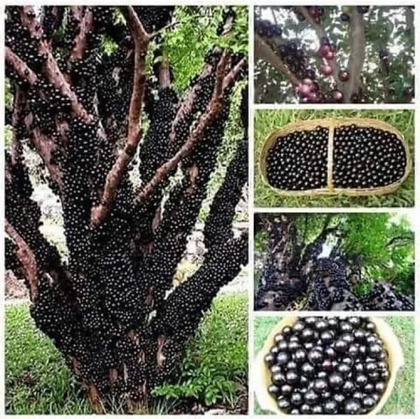 Echeveria_Black_Prince_Plant_(Hybrid,_Pack_of_1)