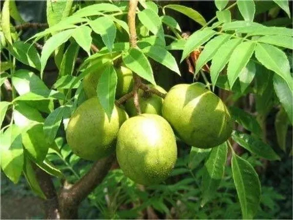 Amra_Plant_(Hybrid,_Pack_of_1)