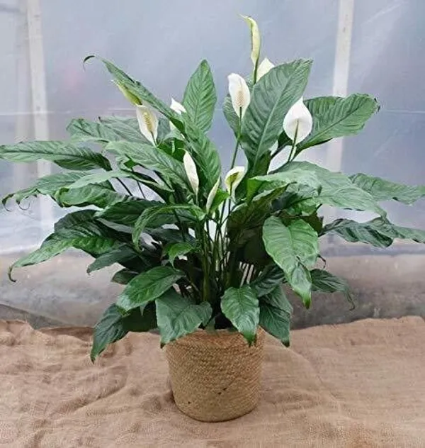 Lily_Plant_(Hybrid,_Pack_of_1)