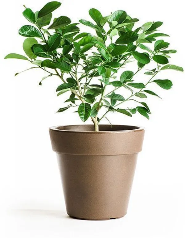 Karonda_Plant_(Hybrid,_Pack_of_1)