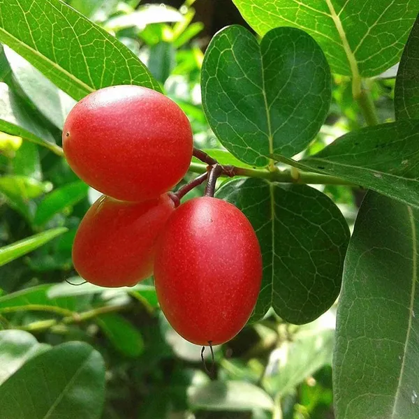 Karonda_Plant_(Hybrid,_Pack_of_1)