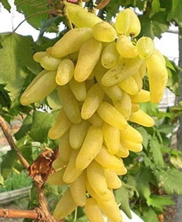 Grapes_Plant_(Hybrid,_Pack_of_1)