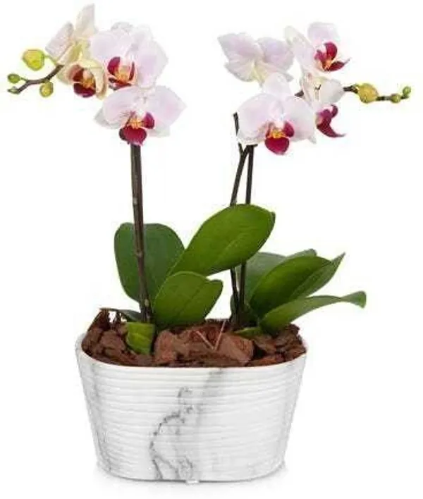 Lily_Plant_(Hybrid,_Pack_of_1)