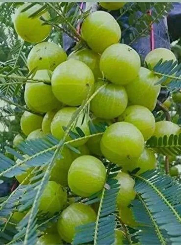 Amla_Plant_(Hybrid,_Pack_of_1)