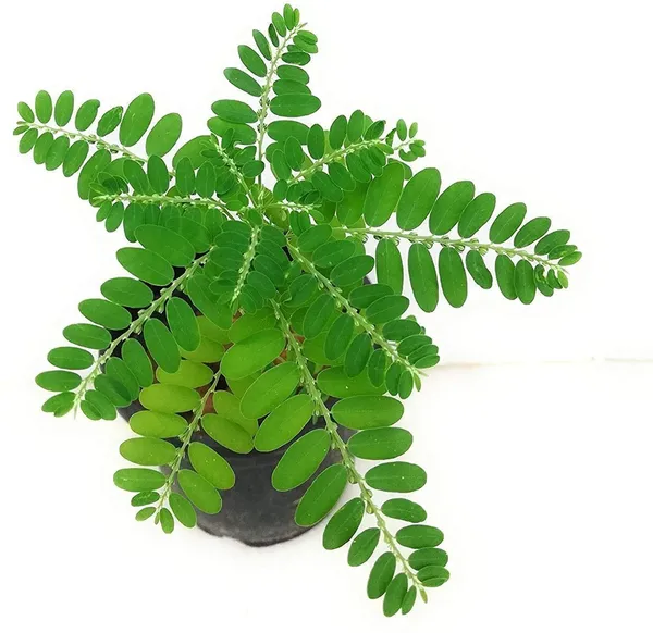 Amla_Plant_(Hybrid,_Pack_of_1)