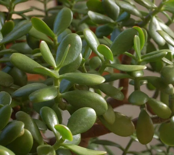 Jade_Plant_(Hybrid,_Pack_of_1)
