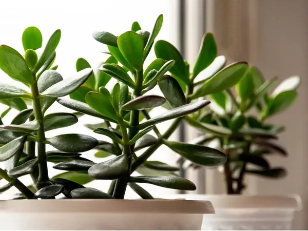 Jade_Plant_(Hybrid,_Pack_of_1)