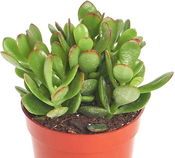 Jade_Plant_(Hybrid,_Pack_of_1)