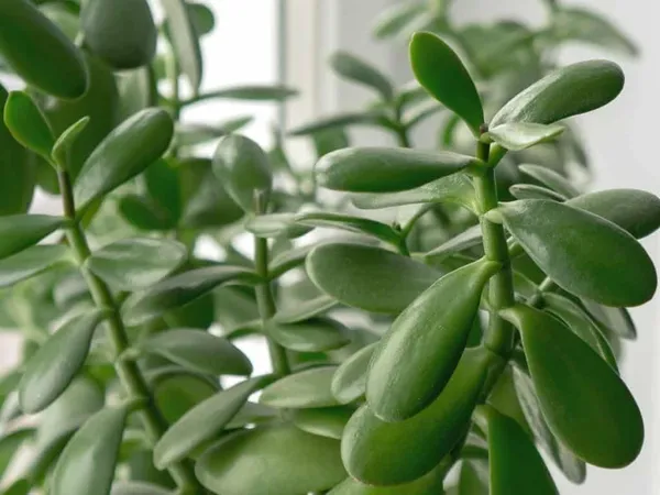 Jade_Plant_(Hybrid,_Pack_of_1)