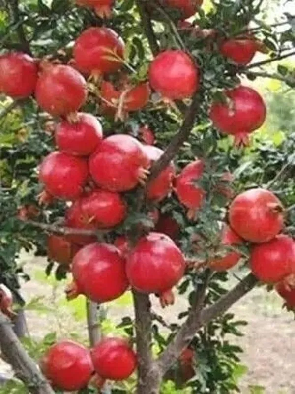 Pomegranate_Plant_(Hybrid,_Pack_of_1)