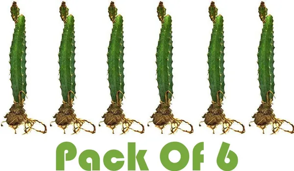 Dragon_Tree_(Hybrid,_Pack_of_1)