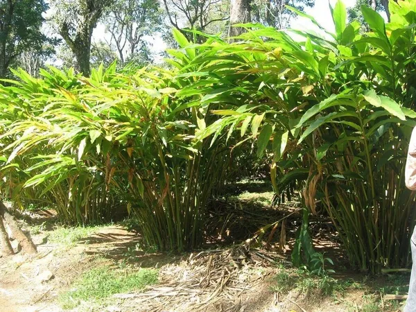 Elaichi/Cardamom_Plant_(Hybrid,_Pack_of_1)