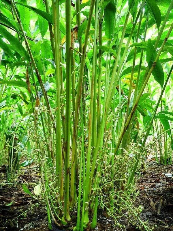 Elaichi/Cardamom_Plant_(Hybrid,_Pack_of_1)