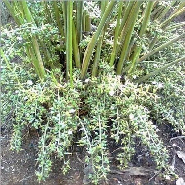 Elaichi/Cardamom_Plant_(Hybrid,_Pack_of_1)