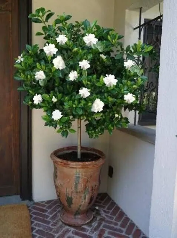 Jasmine_Plant_(Hybrid,_Pack_of_1)