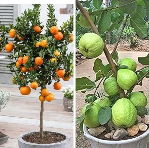 Guava_Plant_(Hybrid,_Pack_of_2)