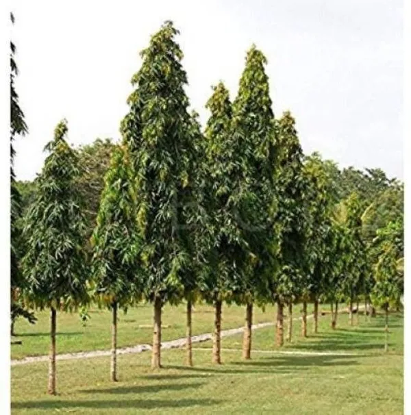 Ashok_Plant_(Hybrid,_Pack_of_1)