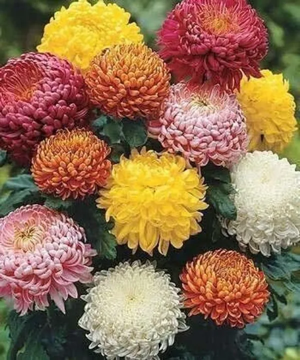 Chrysanthemums/_Guldavari_Plant_(Hybrid,_Pack_of_5)