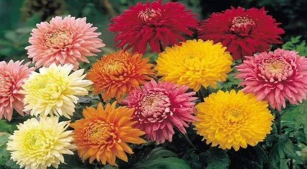 Chrysanthemums/_Guldavari_Plant_(Hybrid,_Pack_of_5)