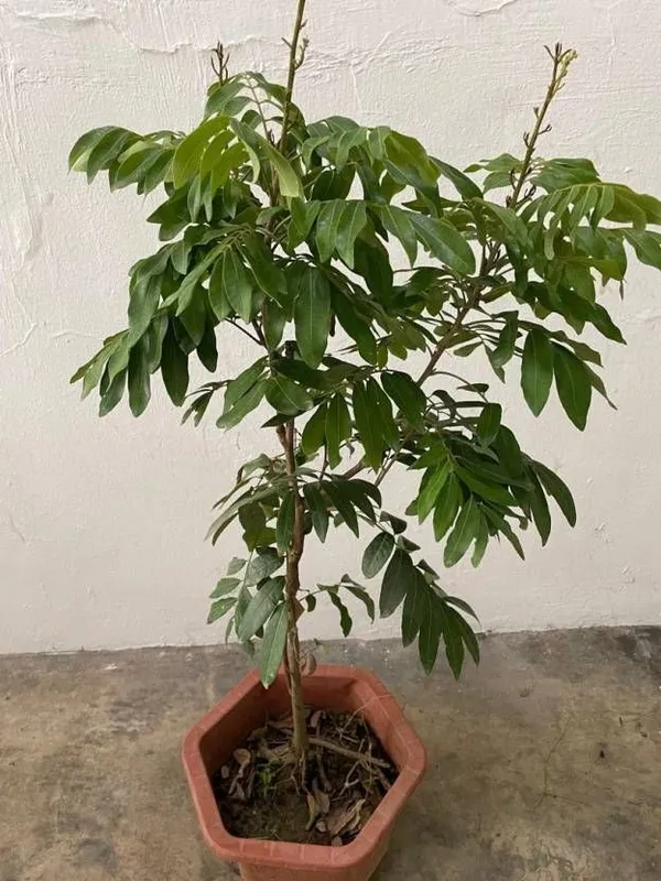 Litchi_Plant_(Hybrid,_Pack_of_1)