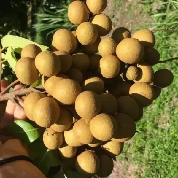 Litchi_Plant_(Hybrid,_Pack_of_1)