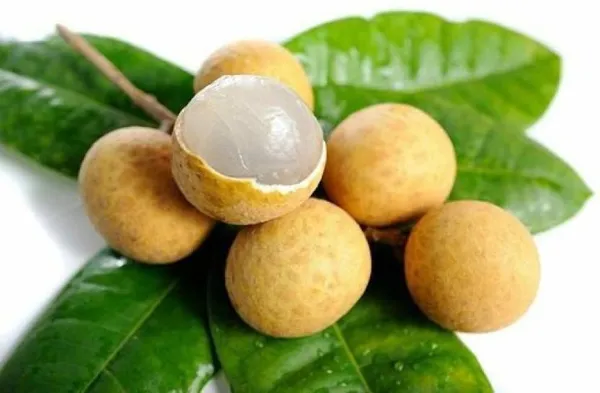 Litchi_Plant_(Hybrid,_Pack_of_1)