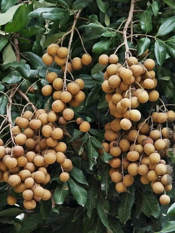 Litchi_Plant_(Hybrid,_Pack_of_1)