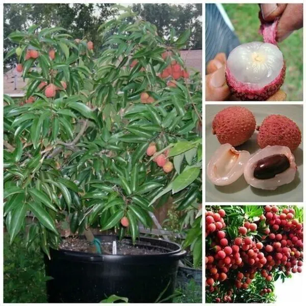Litchi_Plant_(Hybrid,_Pack_of_1)