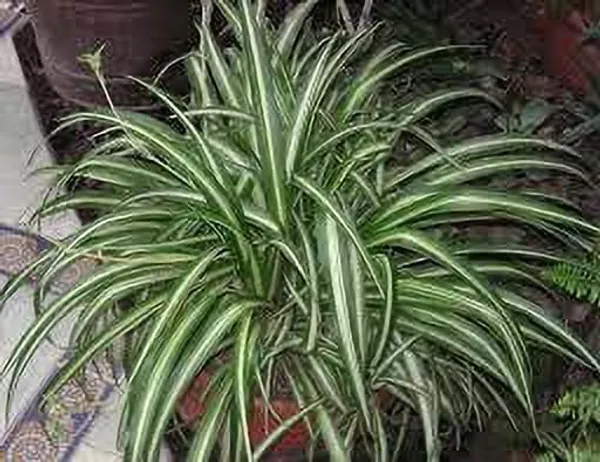 Spider_Plant_(Hybrid,_Pack_of_1)