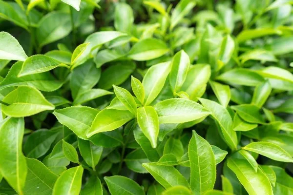 Tea_Plant_(Hybrid,_Pack_of_1)