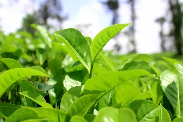 Tea_Plant_(Hybrid,_Pack_of_1)