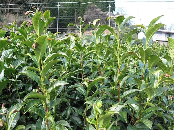 Tea_Plant_(Hybrid,_Pack_of_1)
