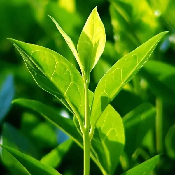 Tea_Plant_(Hybrid,_Pack_of_1)