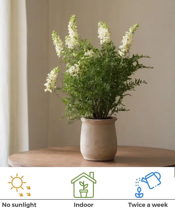 Tea_Plant_(Hybrid,_Pack_of_1)