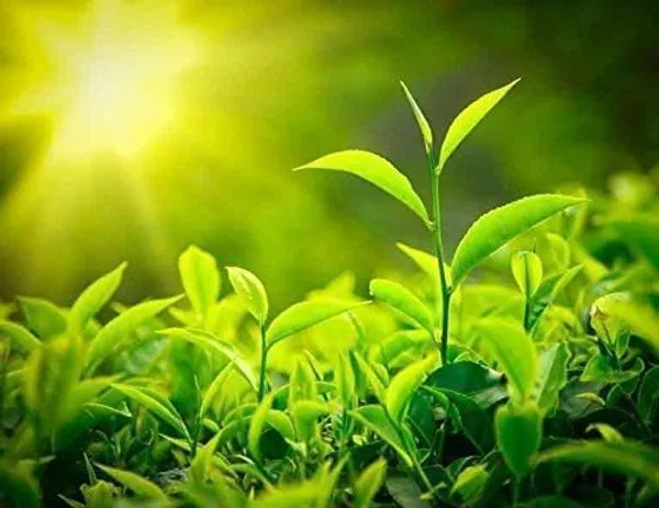 Tea_Plant_(Hybrid,_Pack_of_1)