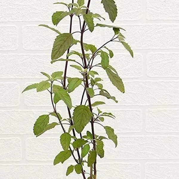 Tulsi_Plant_(Hybrid,_Pack_of_1)