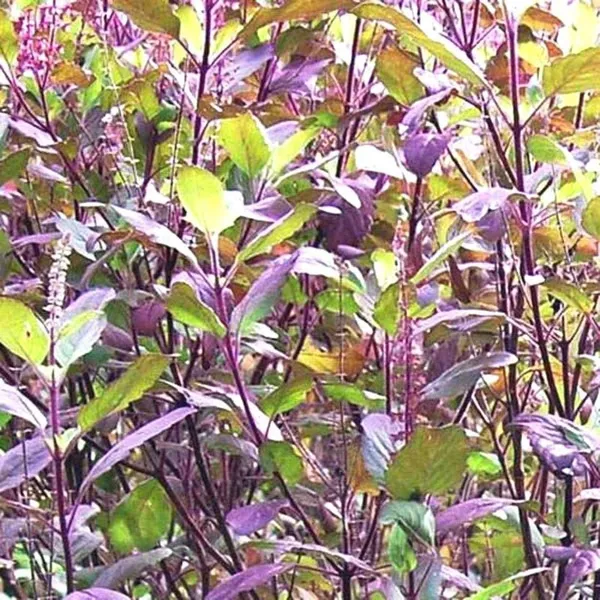 Tulsi_Plant_(Hybrid,_Pack_of_1)