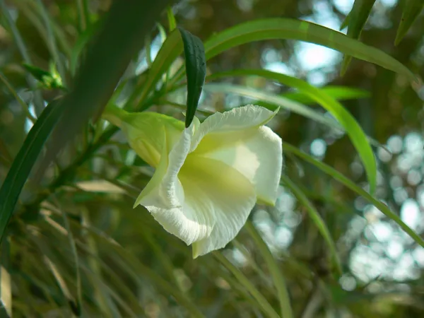 Oleander_Plant_(Hybrid,_Pack_of_1)