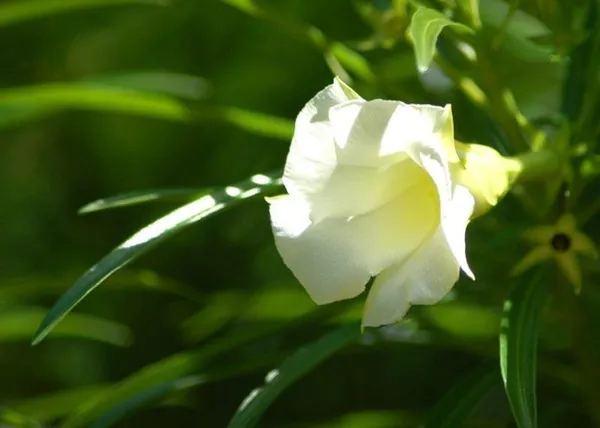 Oleander_Plant_(Hybrid,_Pack_of_1)