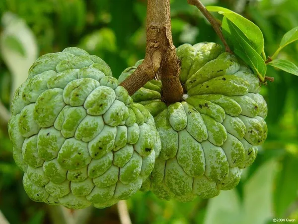 Custard_Apple_Plant_(Hybrid,_Pack_of_1)