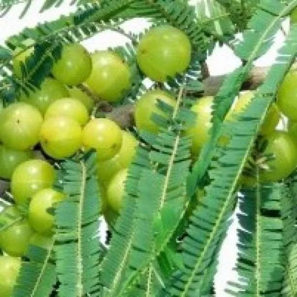 Amla_Plant_(Hybrid,_Pack_of_1)