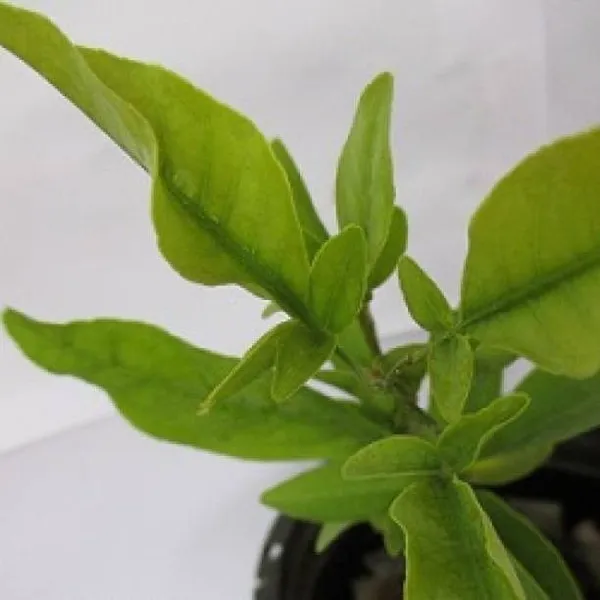 Bel_Plant_(Hybrid,_Pack_of_1)