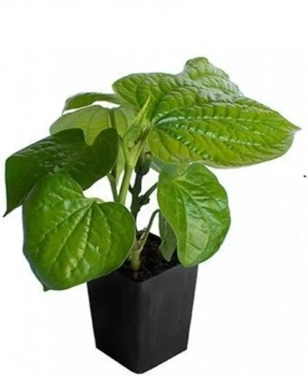 Betel_Leaf_Plant_(Hybrid,_Pack_of_1)