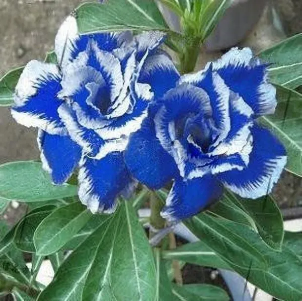 Rose_Plant_(Hybrid,_Pack_of_1)