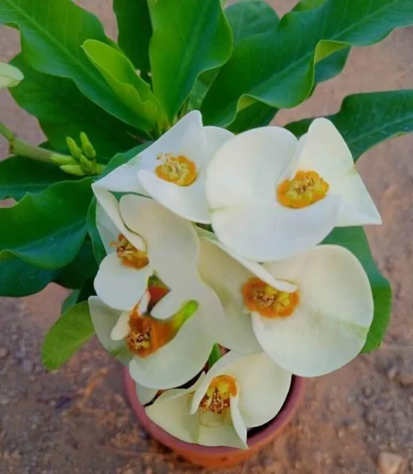 Euphorbia_Plant_(Hybrid,_Pack_of_1)